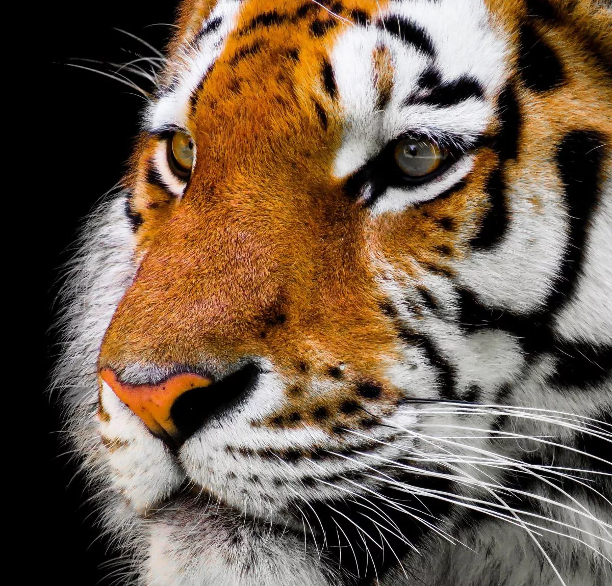 L’âne et le tigre